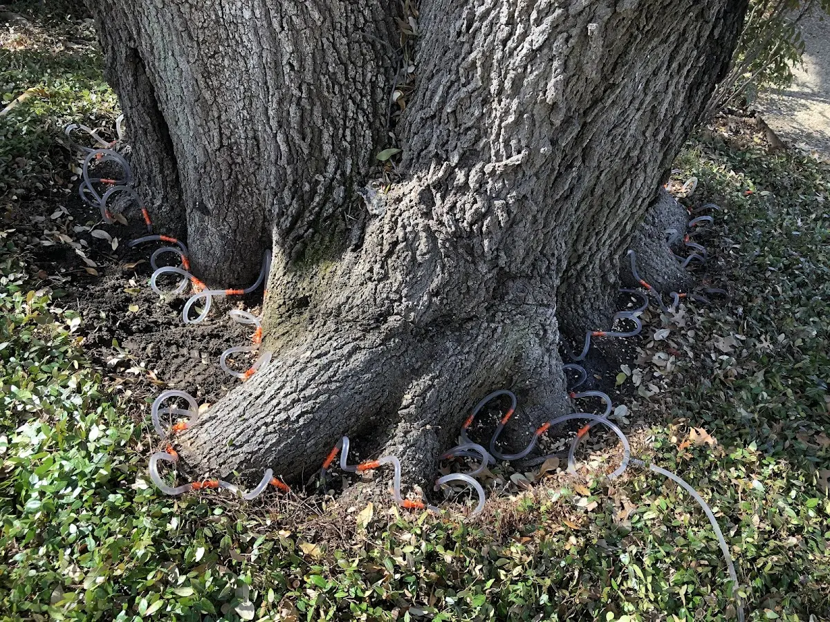 Detailed Tree Cabling and Bracing job site in Bonita