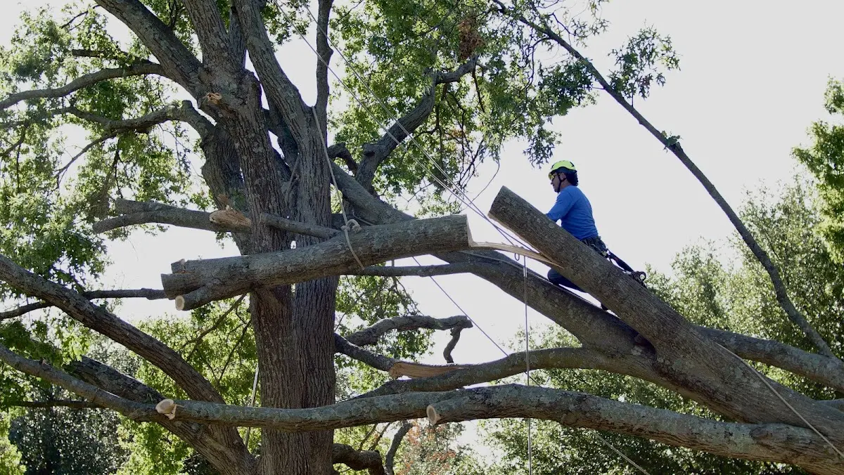 Professional Crown Thinning performed by certified arborists in Bonita