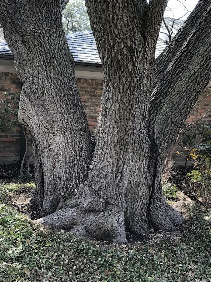 Mature heritage tree close to a Bonita property cared for by certified arborists